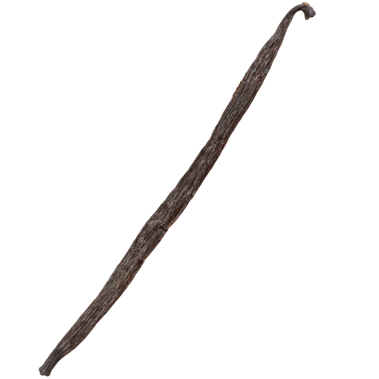 Wanilia laska pojedyncza.png