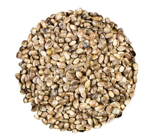 zdjecie_kolko_konopia ziar.jpg